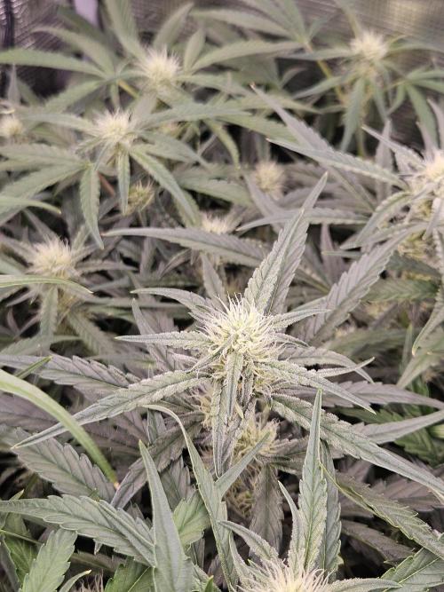 First Time in Coco... Send Help. Week 7