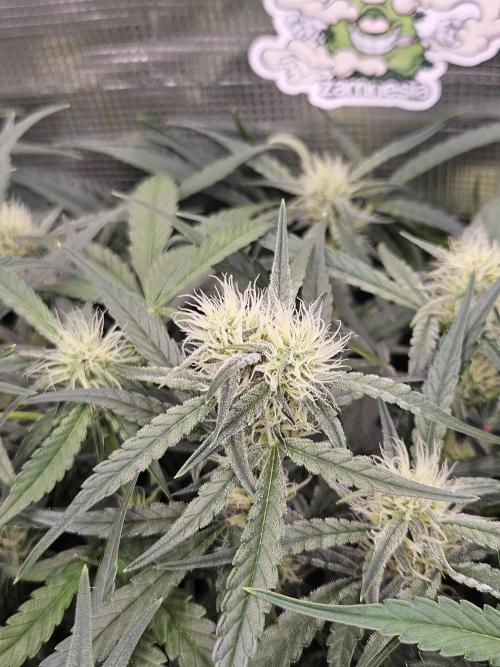 First Time in Coco... Send Help. Week 7