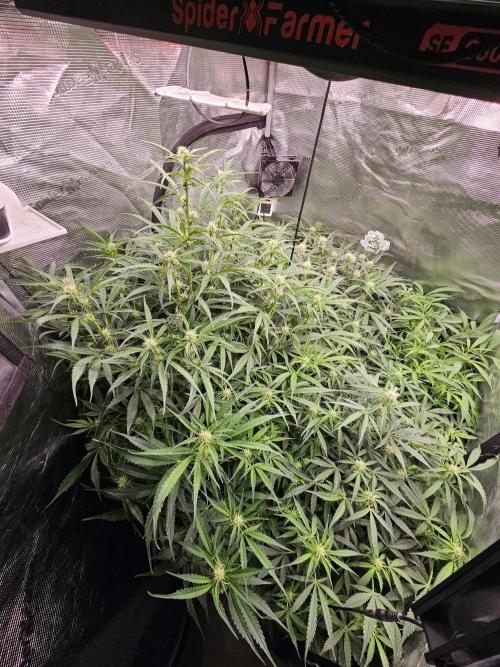 First Time in Coco... Send Help. Week 7