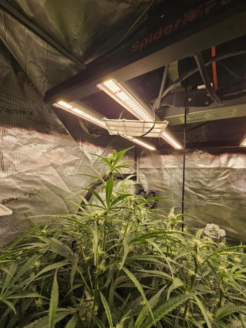 First Time in Coco... Send Help. Week 7