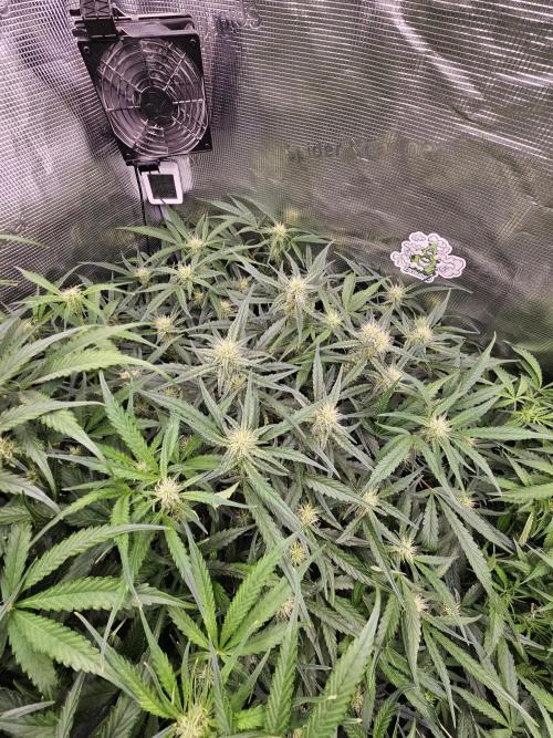 First Time in Coco... Send Help. Week 7