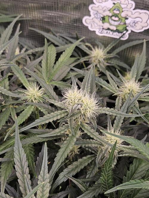 First Time in Coco... Send Help. Week 7