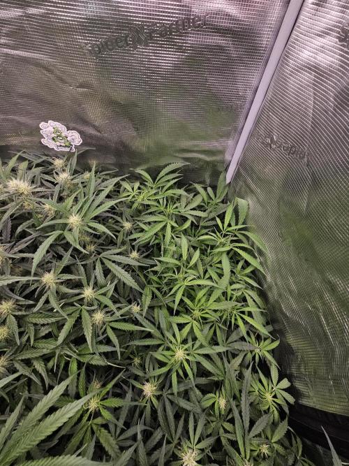 First Time in Coco... Send Help. Week 7