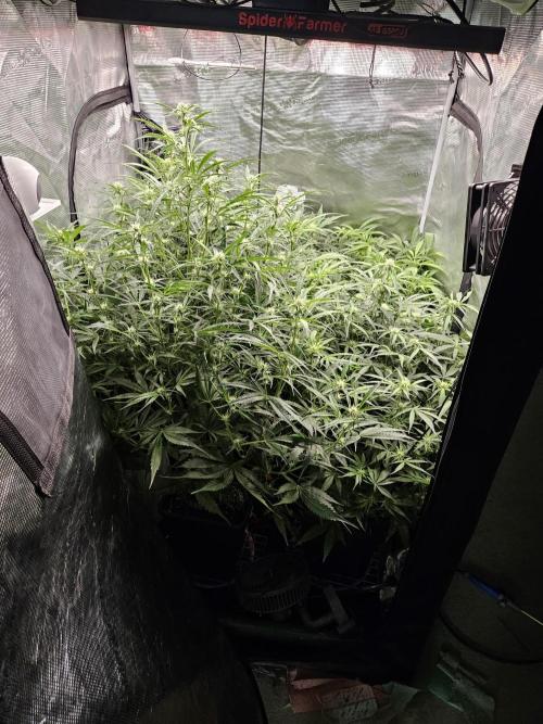 First Time in Coco... Send Help. Week 7