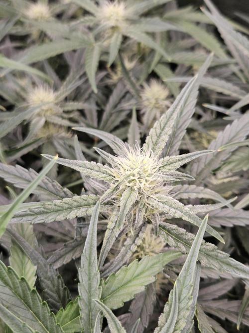 First Time in Coco... Send Help. Week 7