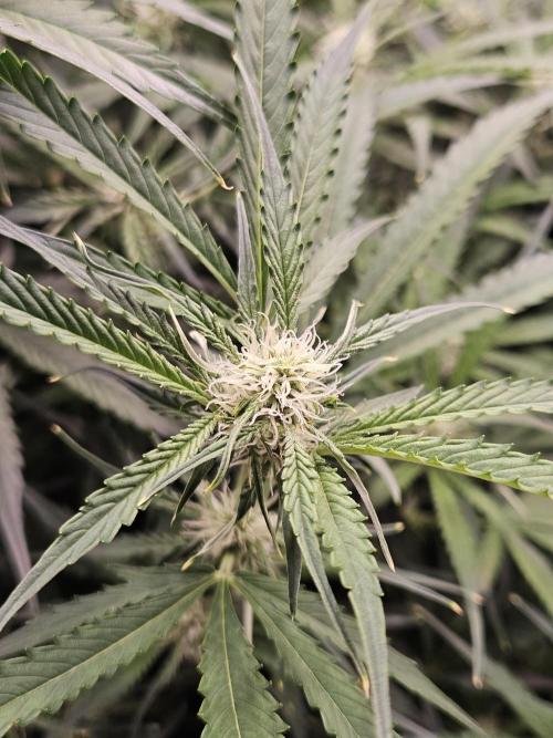 First Time in Coco... Send Help. Week 7