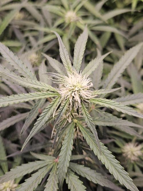 First Time in Coco... Send Help. Week 7