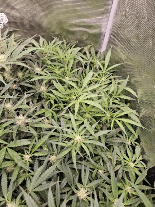 First Time in Coco... Send Help. Week 7