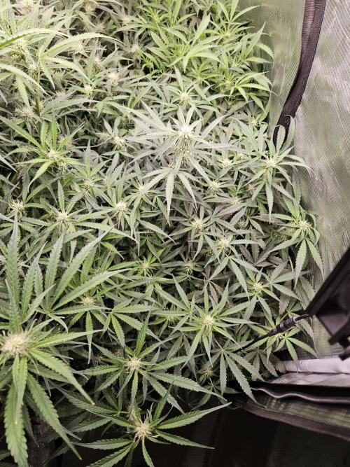 First Time in Coco... Send Help. Week 7