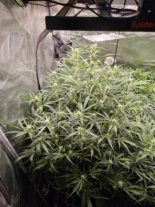 First Time in Coco... Send Help. Week 7