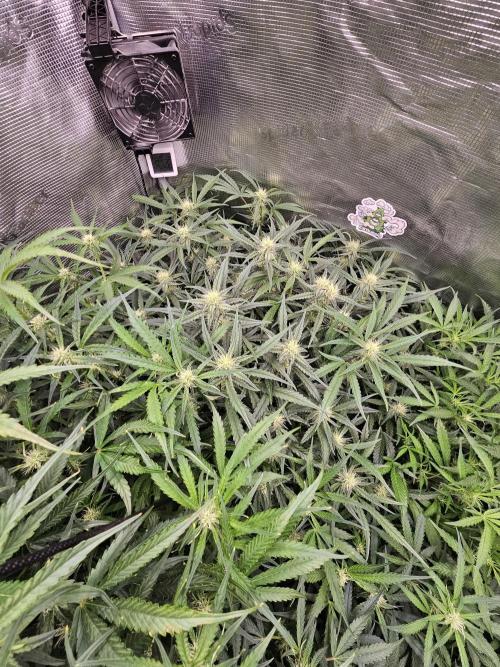 First Time in Coco... Send Help. Week 7