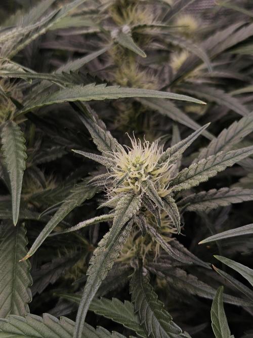 First Time in Coco... Send Help. Week 7