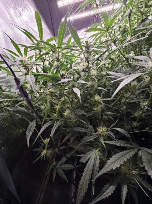 First Time in Coco... Send Help. Week 7