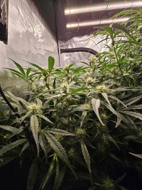 First Time in Coco... Send Help. Week 7