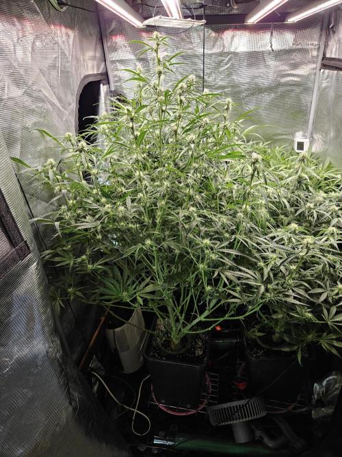 First Time in Coco... Send Help. Week 7