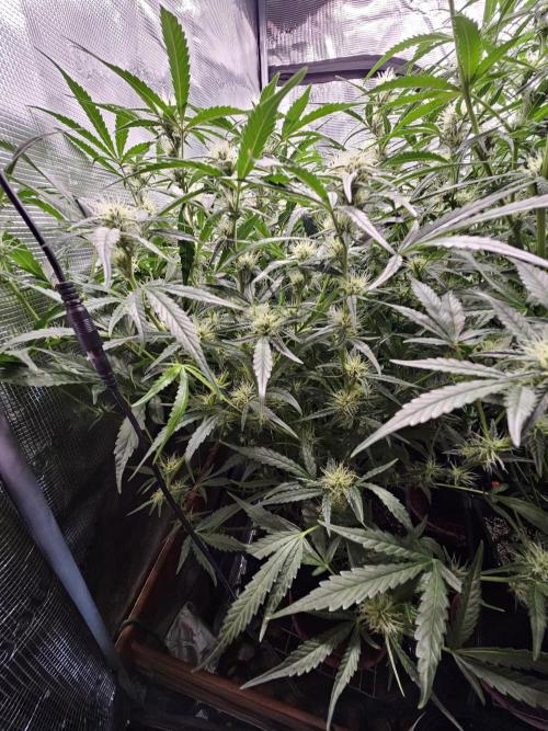 First Time in Coco... Send Help. Week 7