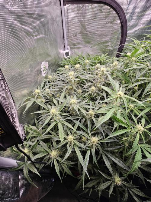 First Time in Coco... Send Help. Week 7