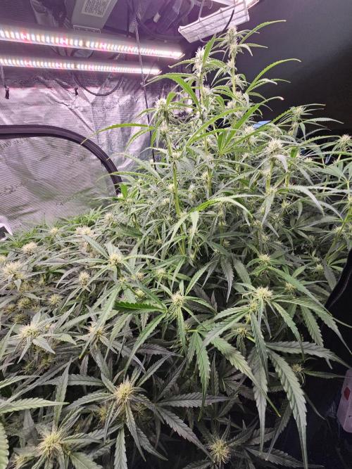 First Time in Coco... Send Help. Week 7