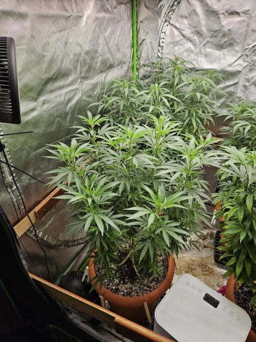 Three Sisters and a Tourist. Week 19