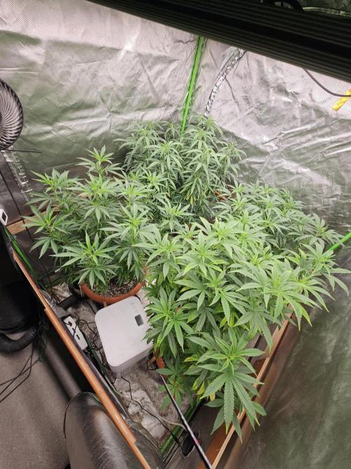 Three Sisters and a Tourist. Week 19