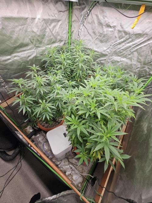 Three Sisters and a Tourist. Week 19