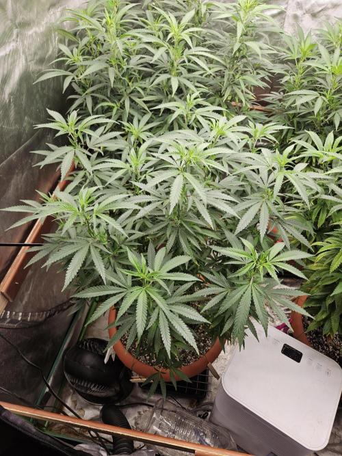 Three Sisters and a Tourist. Week 19