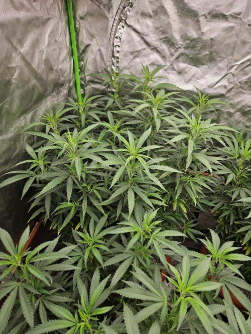 Three Sisters and a Tourist. Week 19