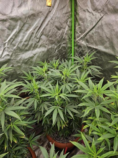 Three Sisters and a Tourist. Week 19