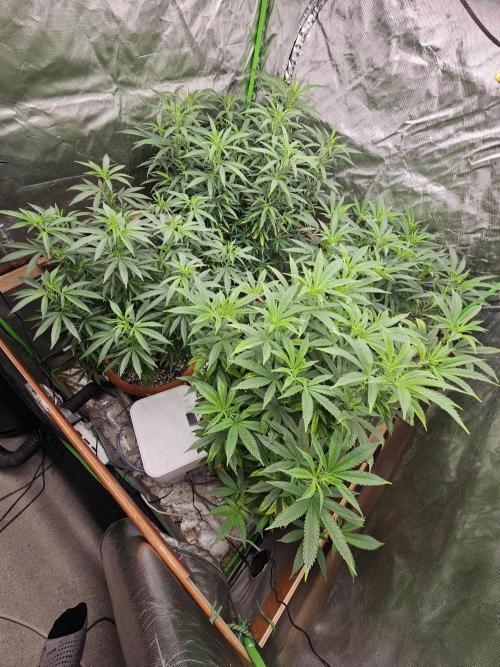 Three Sisters and a Tourist. Week 19