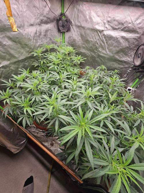 Three Sisters and a Tourist. Week 19