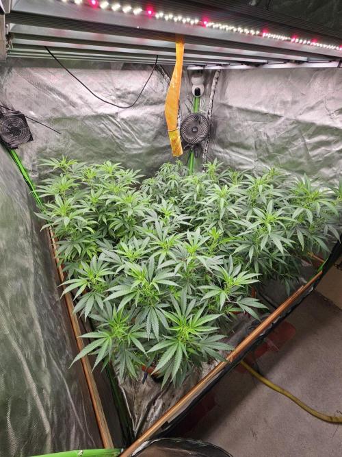 Three Sisters and a Tourist. Week 19