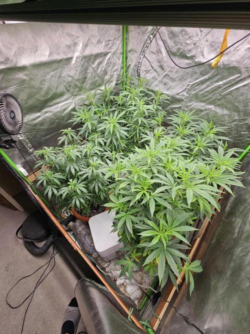 Three Sisters and a Tourist. Week 19