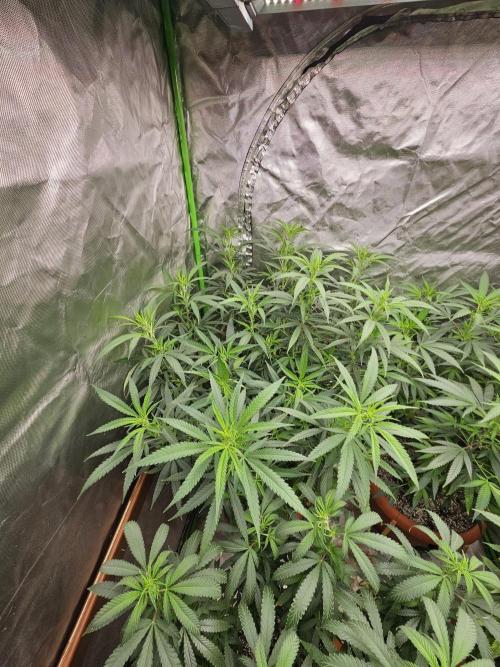 Three Sisters and a Tourist. Week 19