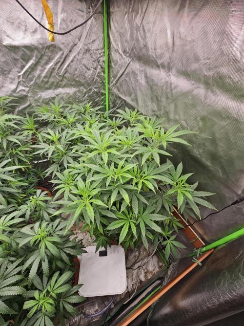 Three Sisters and a Tourist. Week 19