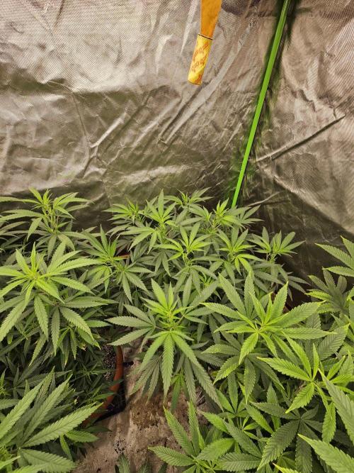 Three Sisters and a Tourist. Week 19