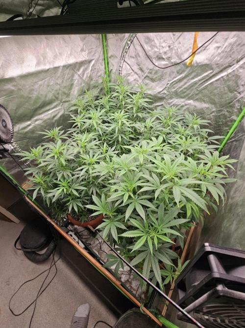 Three Sisters and a Tourist. Week 20