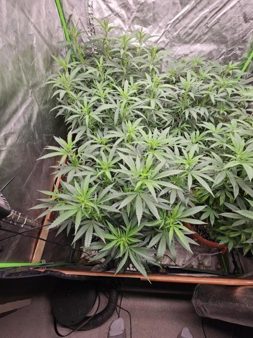 Three Sisters and a Tourist. Week 20