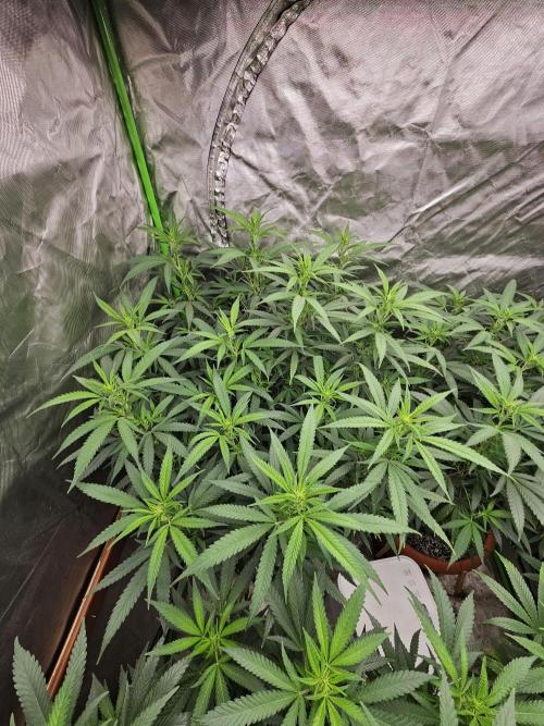 Three Sisters and a Tourist. Week 20