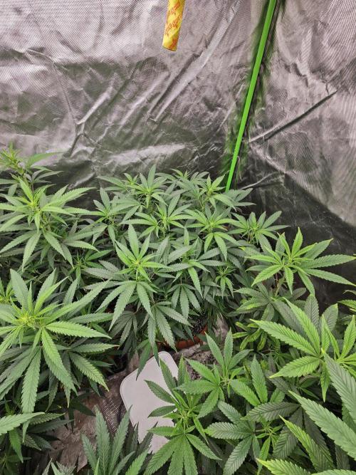 Three Sisters and a Tourist. Week 20