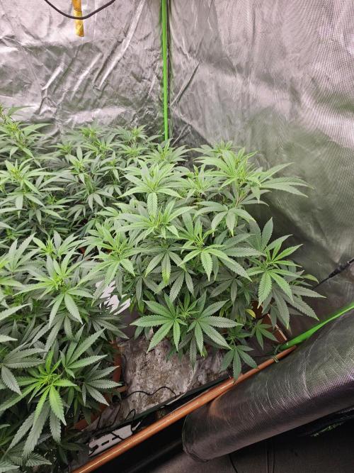 Three Sisters and a Tourist. Week 20