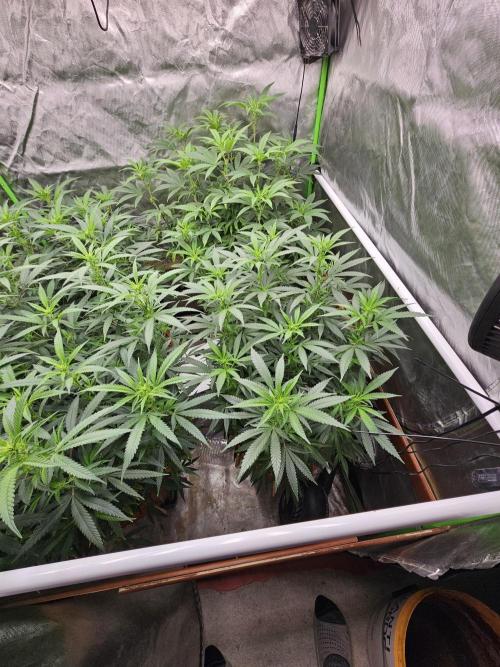 Three Sisters and a Tourist. Week 20