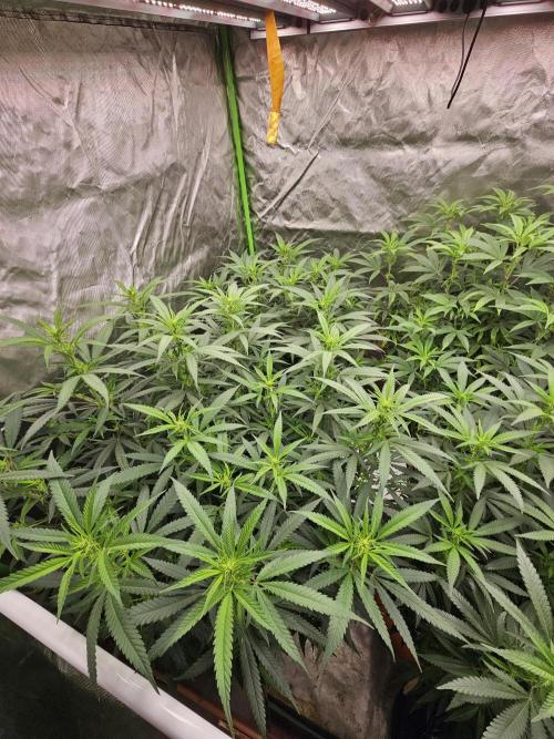 Three Sisters and a Tourist. Week 20