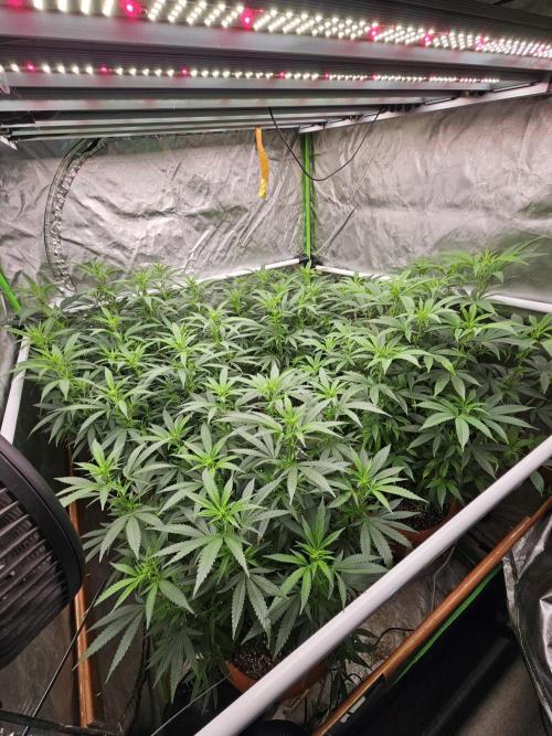 Three Sisters and a Tourist. Week 20