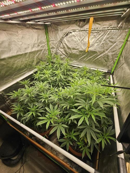 Three Sisters and a Tourist. Week 20