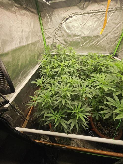 Three Sisters and a Tourist. Week 20