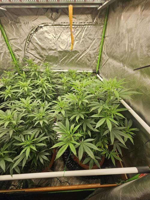 Three Sisters and a Tourist. Week 20