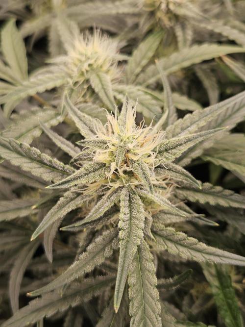 First Time in Coco... Send Help. Week 8