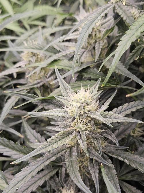 First Time in Coco... Send Help. Week 8