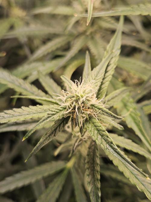 First Time in Coco... Send Help. Week 8