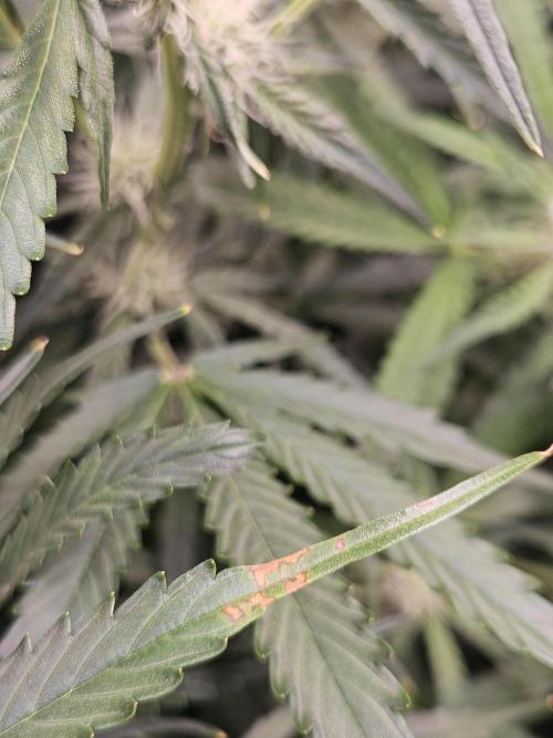 First Time in Coco... Send Help. Week 8